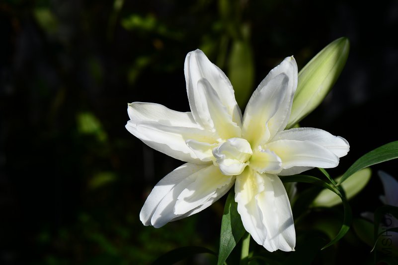 DSC_8352.JPG