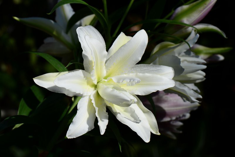 DSC_8370.JPG