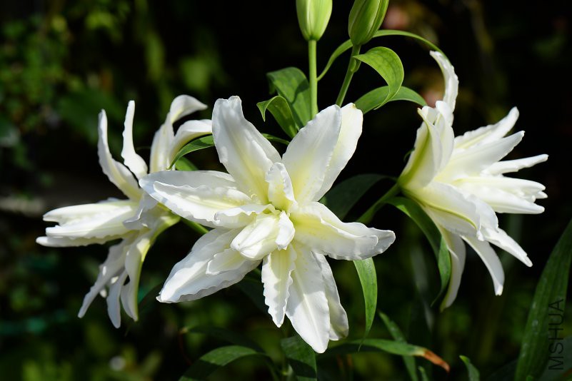 DSC_8589.JPG
