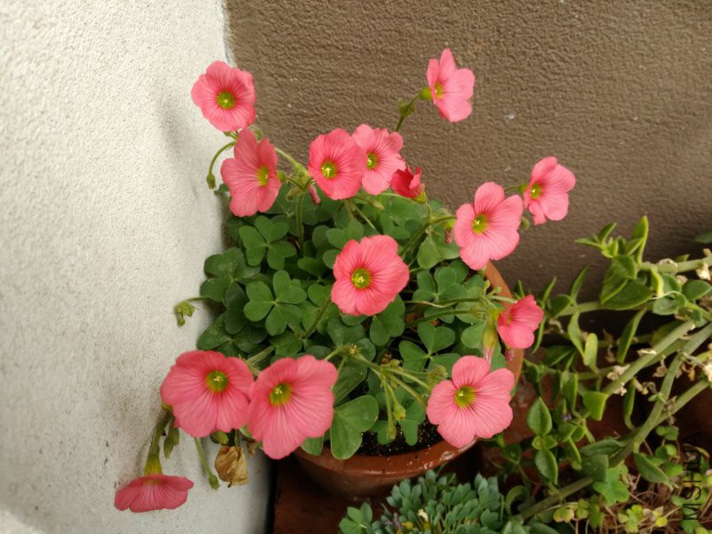 IMG_20180516_085345.jpg