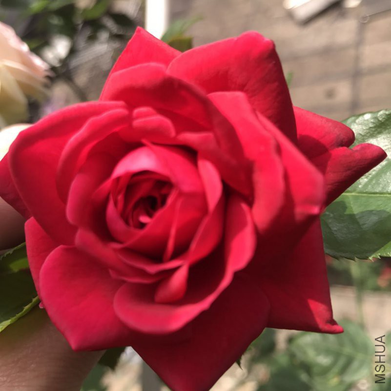 ΢��ͼƬ_201804292124132.jpg