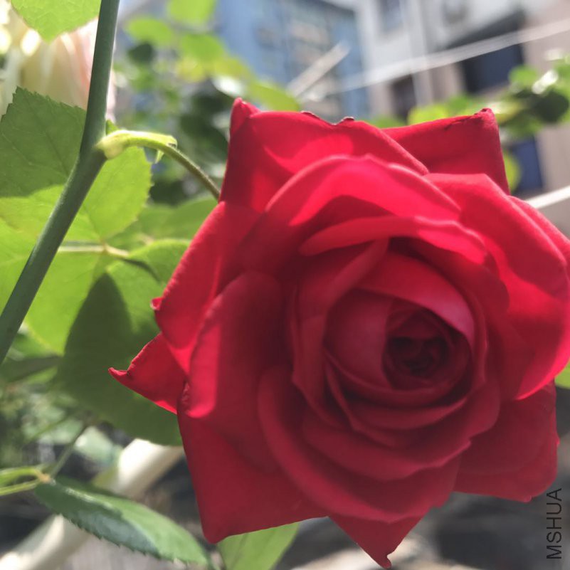 ΢��ͼƬ_201804292124133.jpg