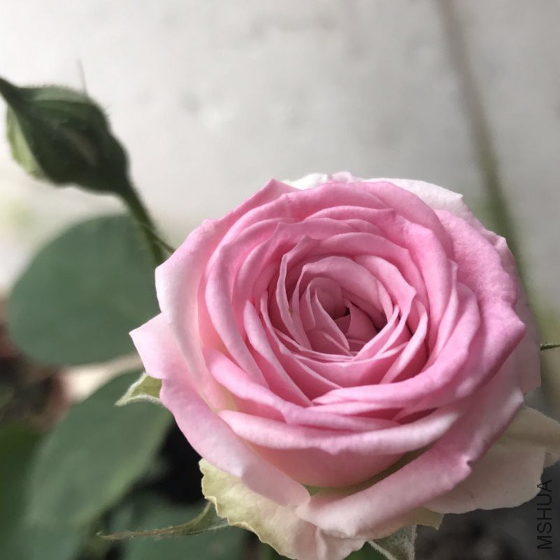 ΢��ͼƬ_201804292124131.jpg