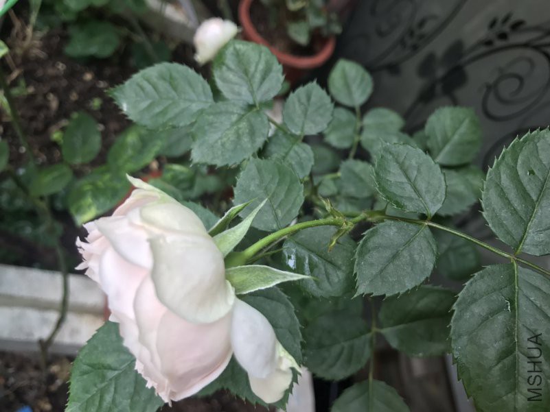 ΢��ͼƬ_201804291858491.jpg