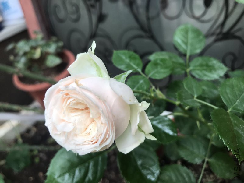 ΢��ͼƬ_201804291858492.jpg