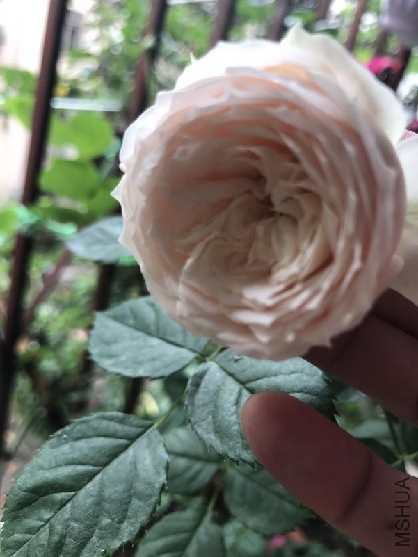 ΢��ͼƬ_201804291858493.jpg