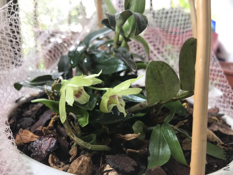΢��ͼƬ_201805081942174.jpg