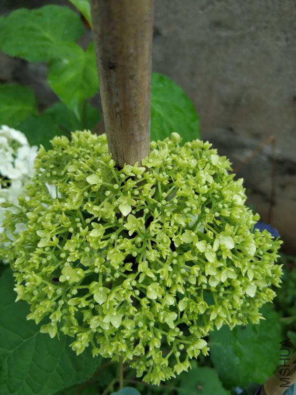 ΢��ͼƬ_20180518215301.jpg