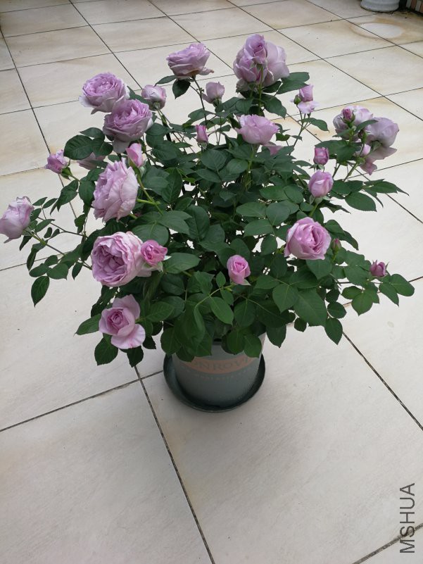 IMG_20180412_123433.jpg
