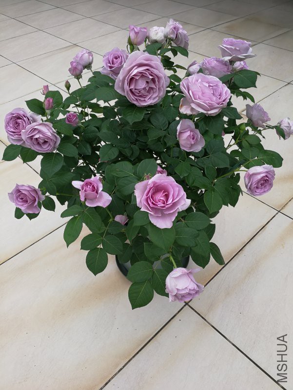 IMG_20180412_123527.jpg
