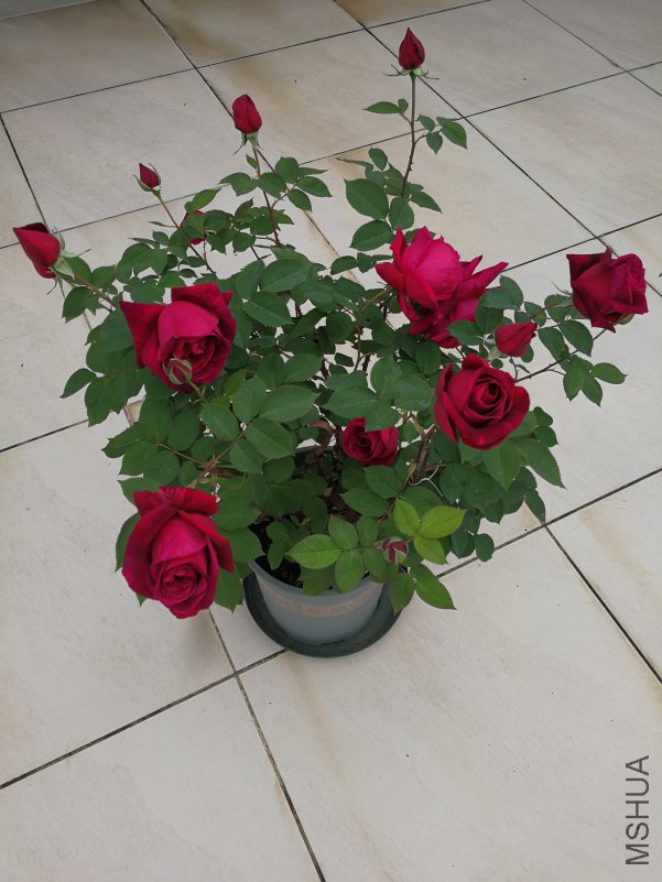 IMG_20180411_081438.jpg