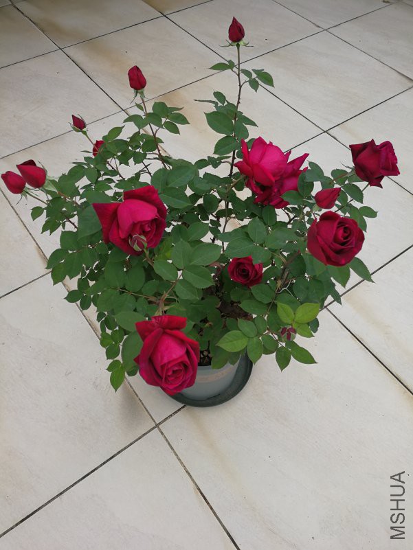 IMG_20180411_081456.jpg