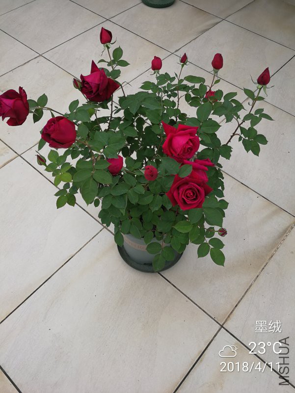 IMG_20180411_102950.jpg