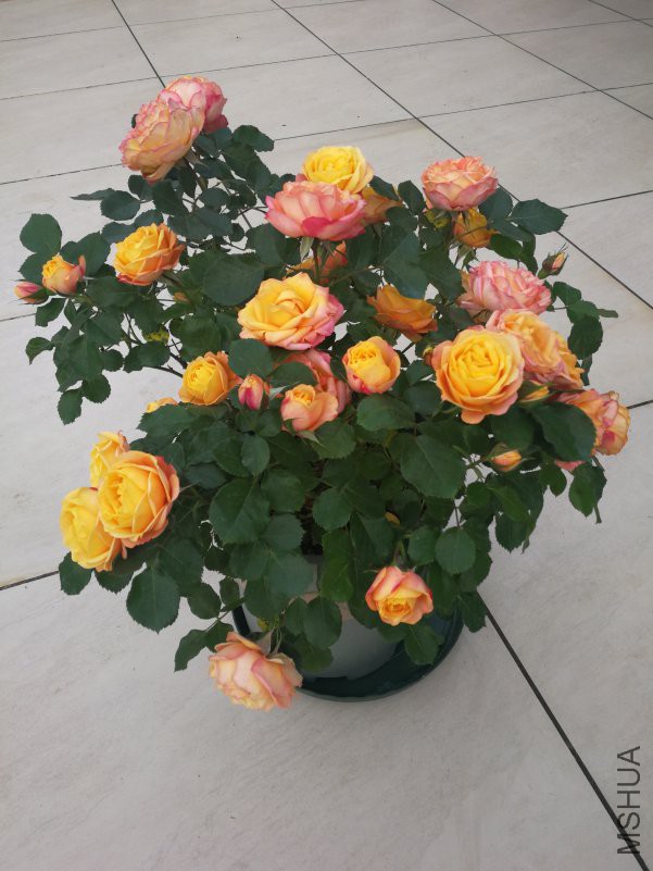 IMG_20180415_073604.jpg
