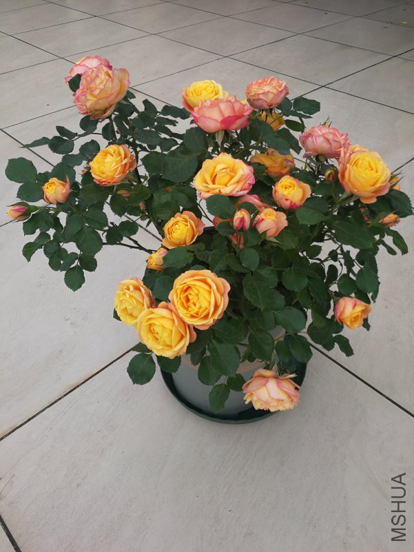 IMG_20180415_073715.jpg