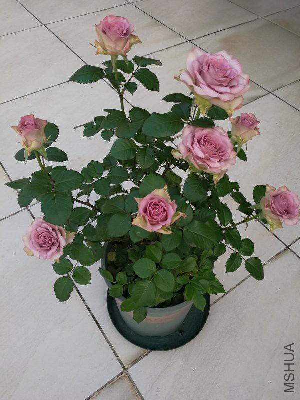IMG_20180417_064121.jpg