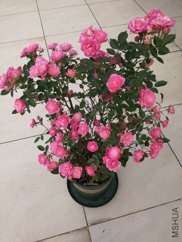 IMG_20180417_080630.jpg