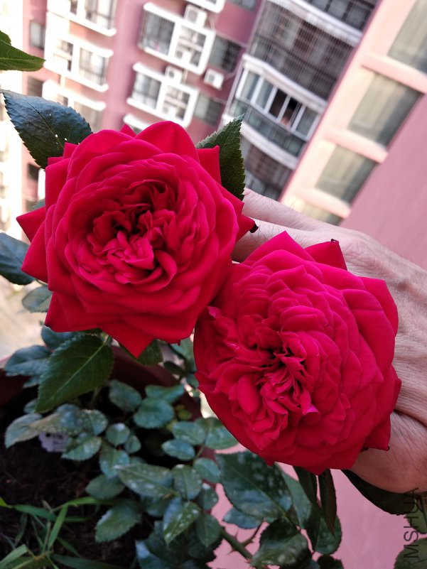 IMG_20180518_064946.jpg