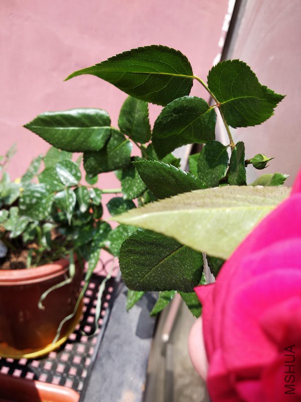 IMG_20180518_135029.jpg