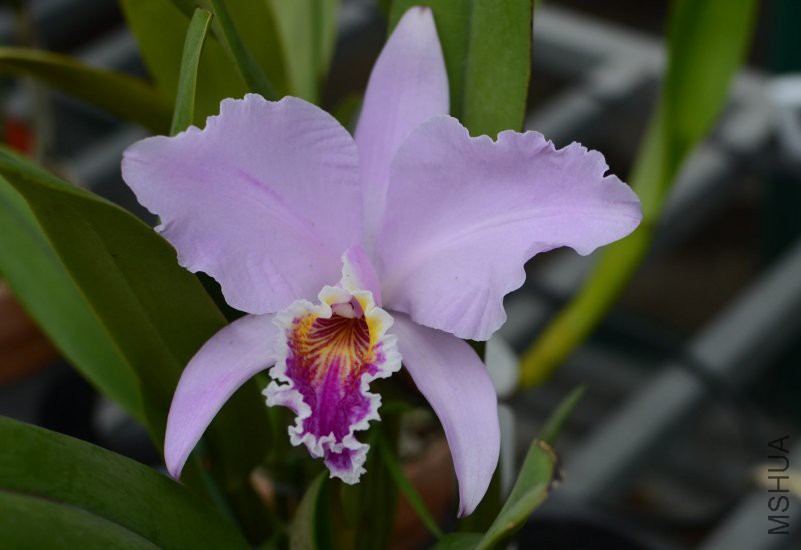 C.mossiae 'Jin'18 (1).JPG