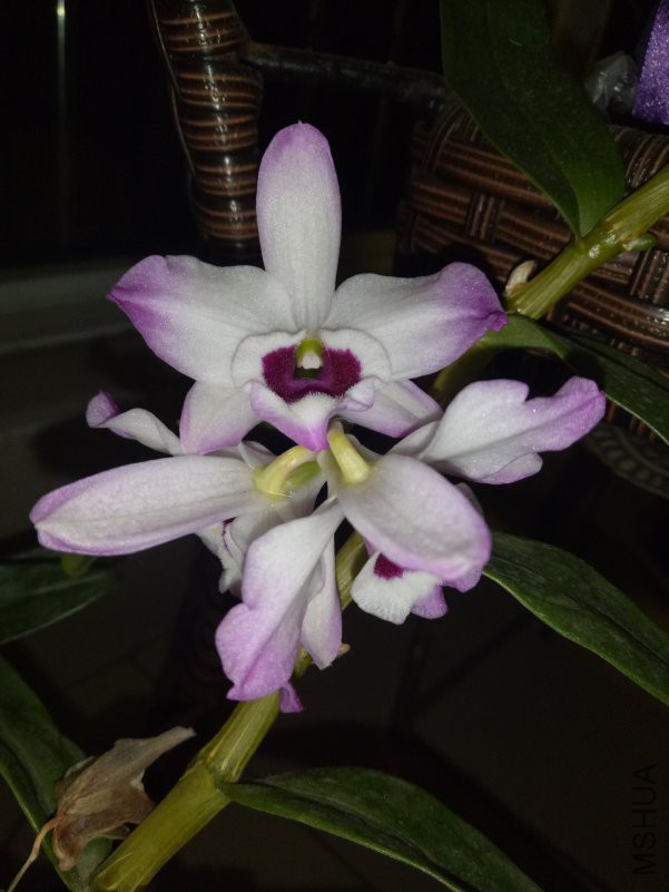 ������ӽ���ʯ�������εĻ����������һ����