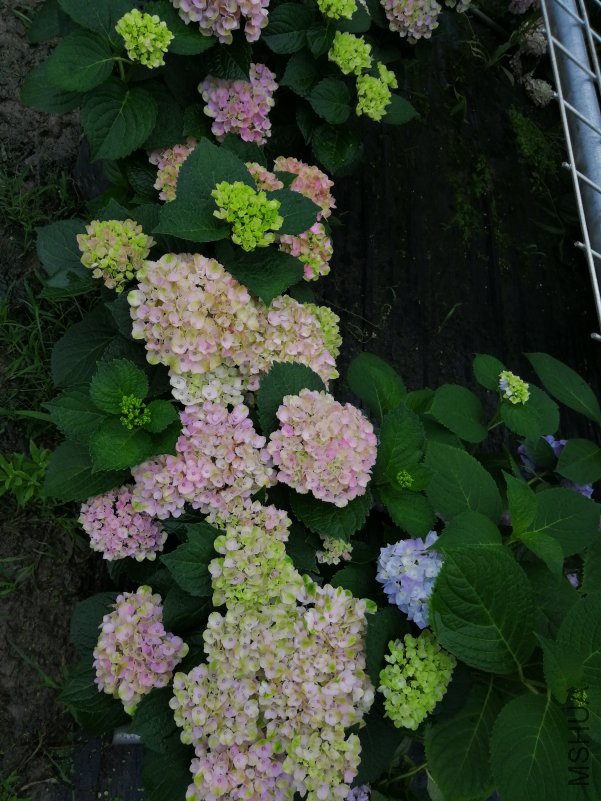 �½��ļ���IMG_20180520_144815.jpg