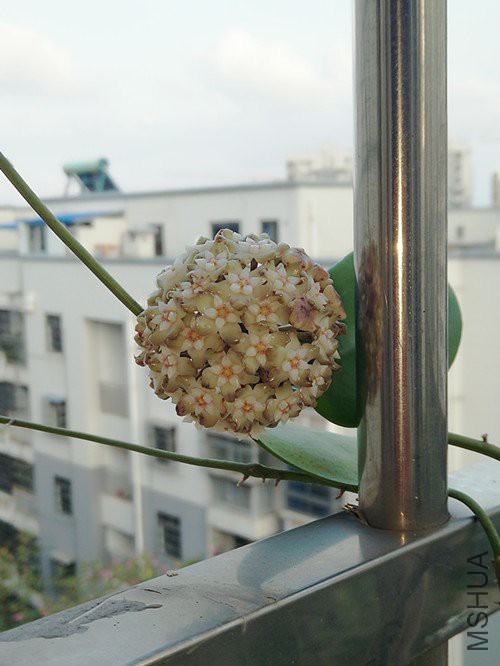 IMG20180517183207.jpg