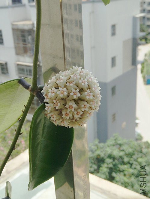 IMG20180519122711.jpg
