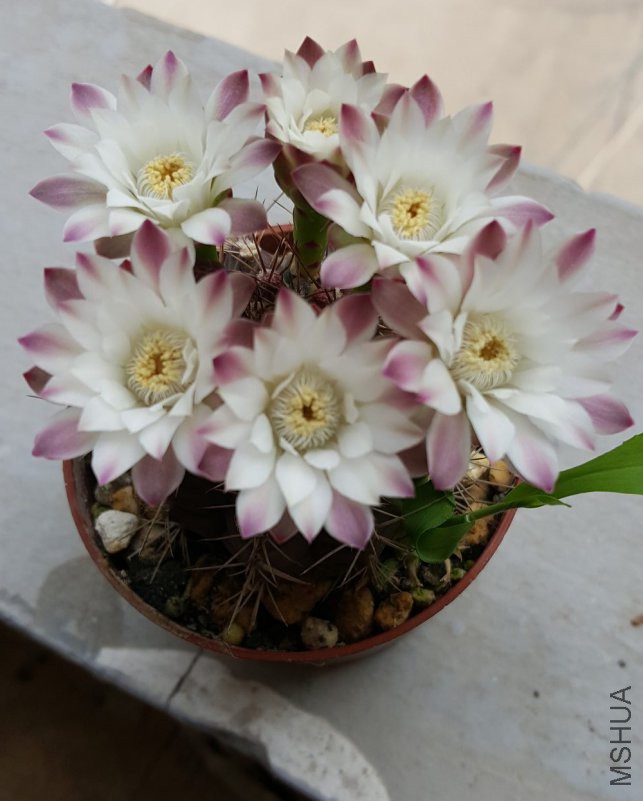 20180517_135313.jpg