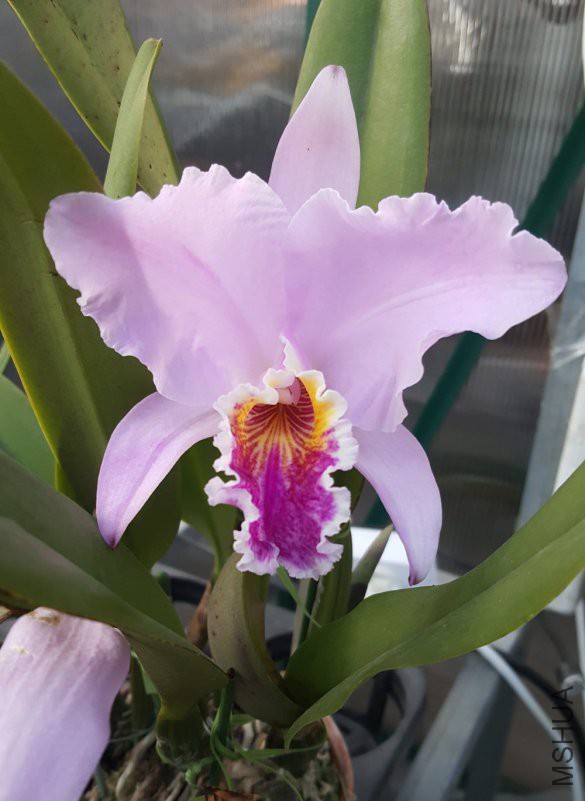 C.mossiae 'Jin'18 (2).jpg