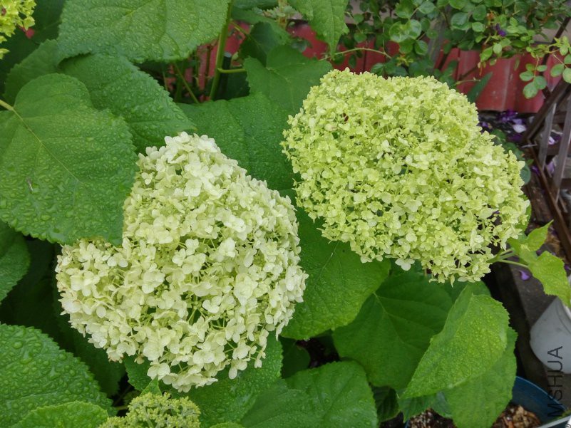 IMG_20180521_060631_HDR.jpg