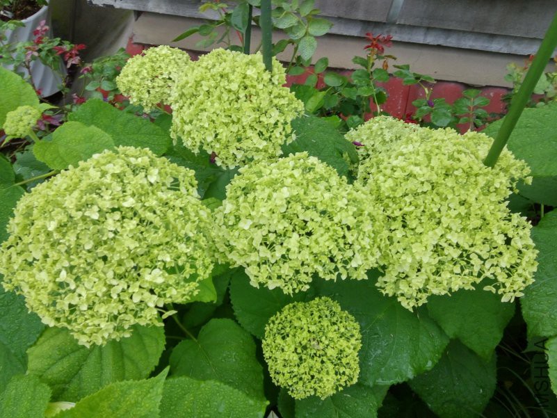 IMG_20180521_060625_HDR.jpg