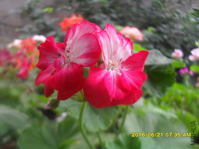 SDC13505.JPG