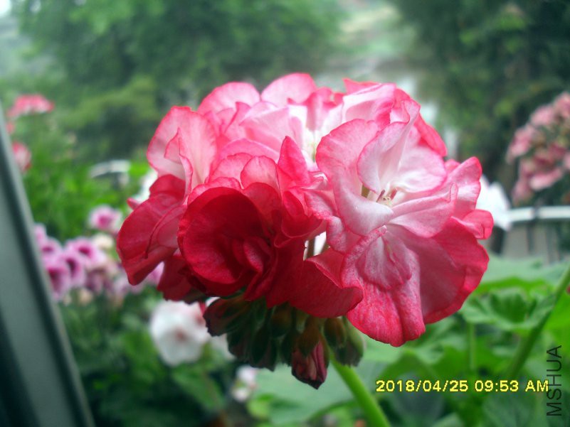 SDC16354.jpg
