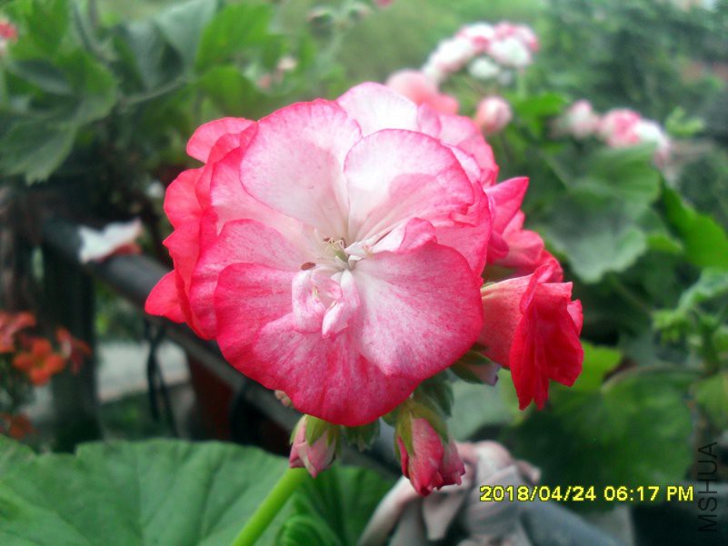 SDC16350.jpg
