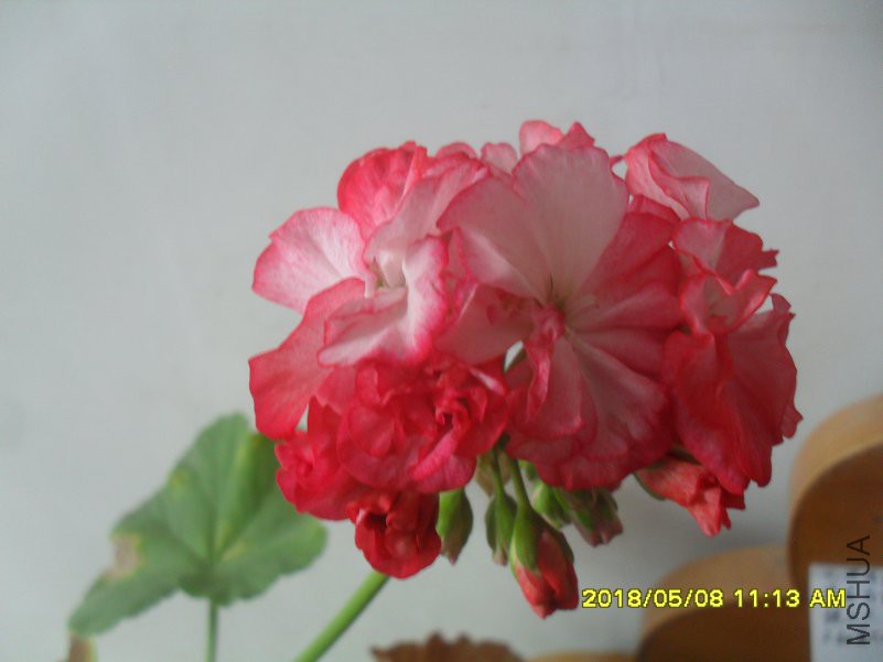 SDC16394.JPG