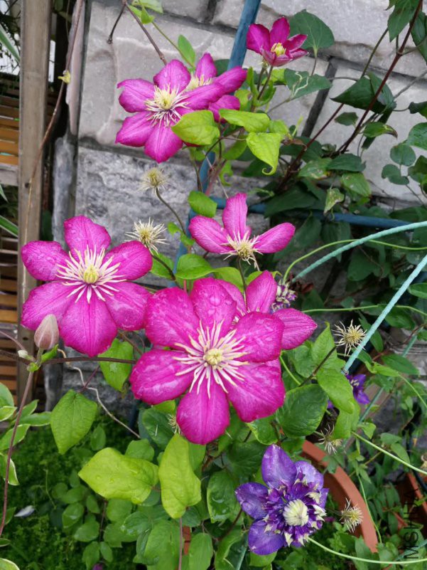 ΢��ͼƬ_20180521131115.jpg