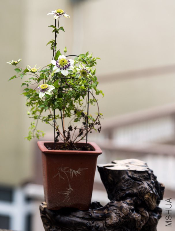 DSC07885.jpg