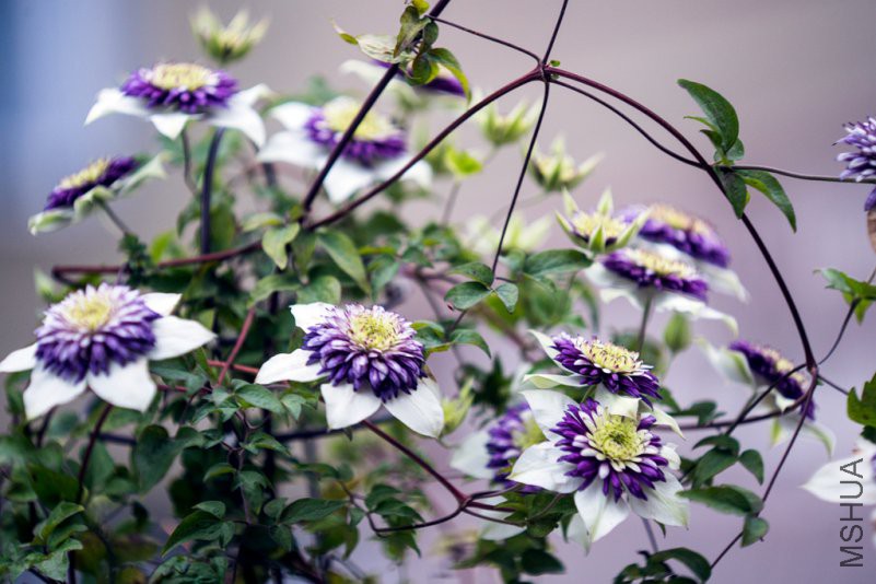 DSC08330.jpg
