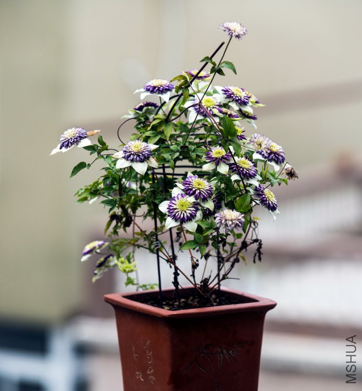 DSC08470.jpg
