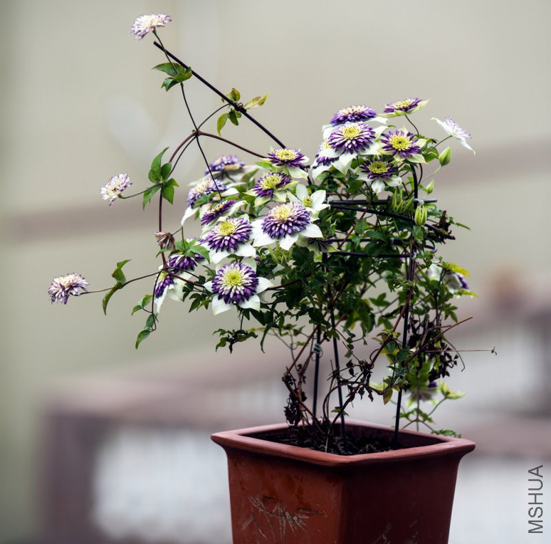 DSC08481.jpg