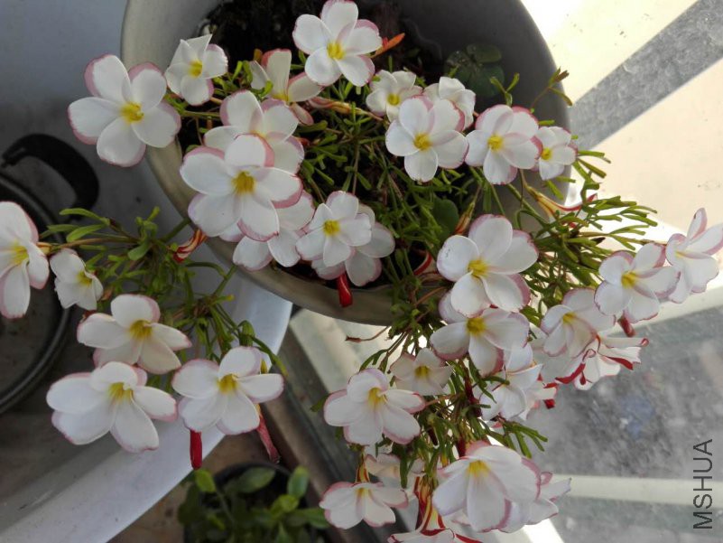 ΢��ͼƬ_20180622183630.jpg