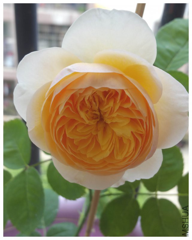 20180516_115006.jpg
