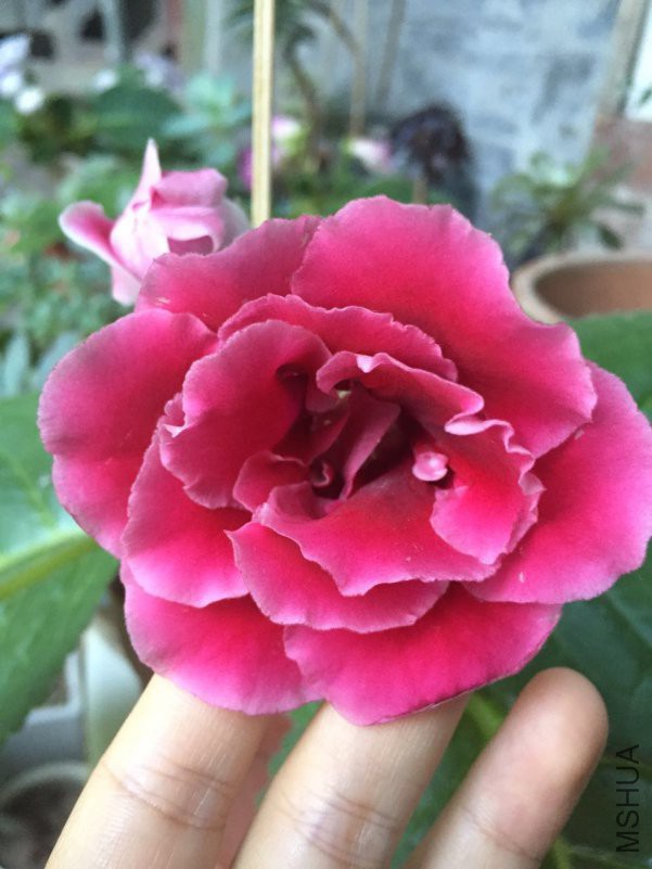 ΢��ͼƬ_201805231044111.jpg
