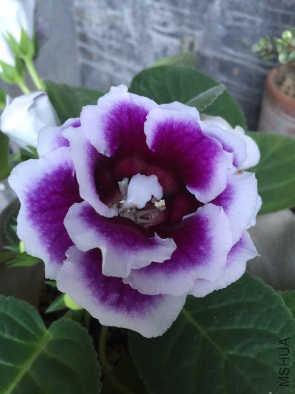 ΢��ͼƬ_201805231044113.jpg