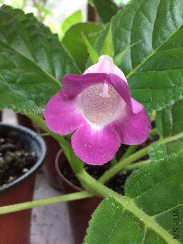΢��ͼƬ_201805231044117.jpg