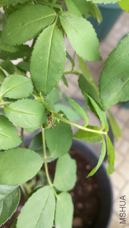 ΢��ͼƬ_20180523155513.jpg