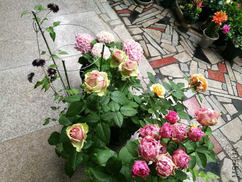 IMG_20180520_074834.jpg