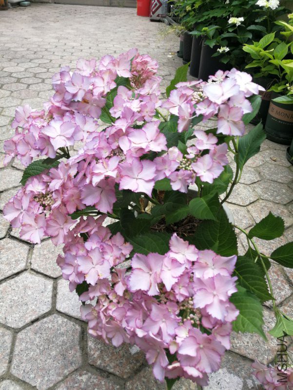 QQͼƬ20180524102518.jpg
