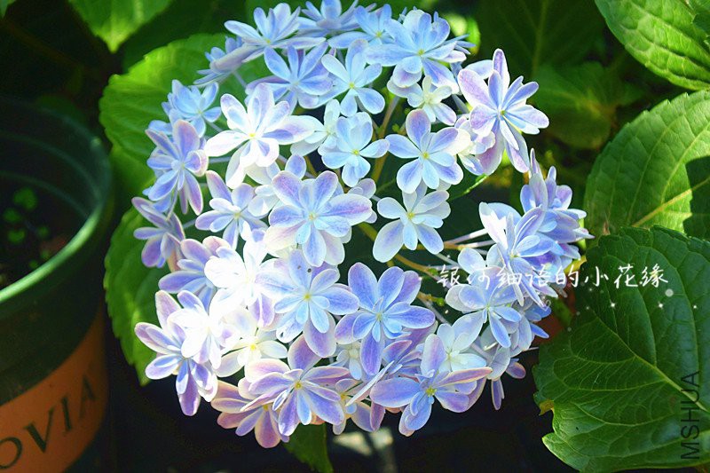 DSC_2119_����.jpg